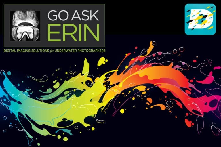 Go Ask Erin at DEMA