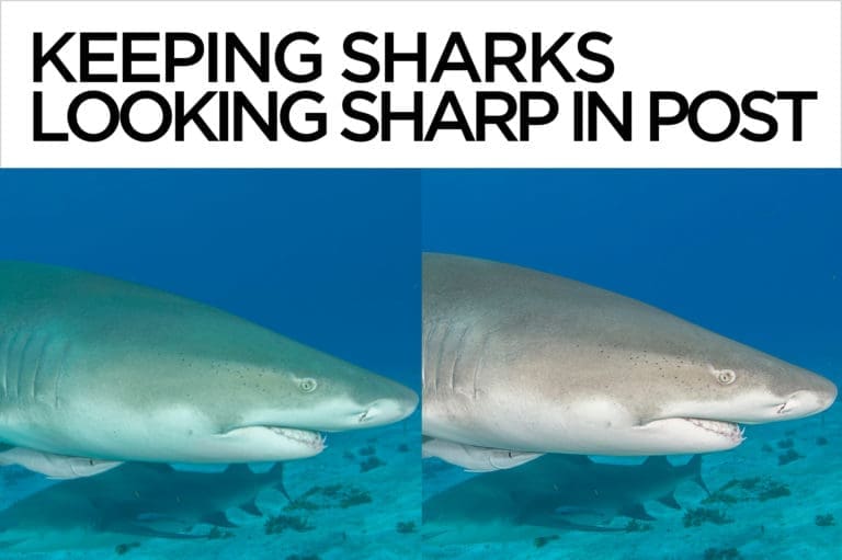 Keep Sharks Looking Sharp in Post