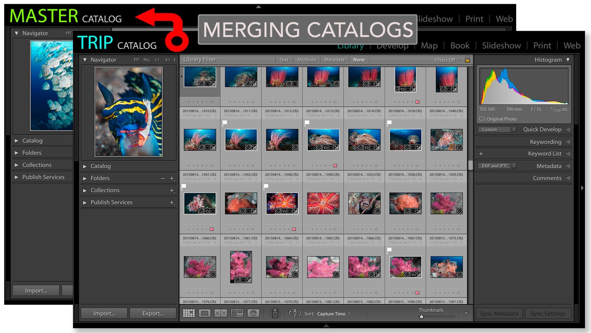 One Catalog to Rule Them All Go Ask Erin