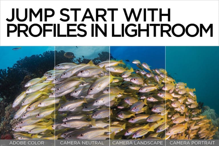 Jump Start Your Editing with New Easy-To-Use Profiles in Lightroom Classic