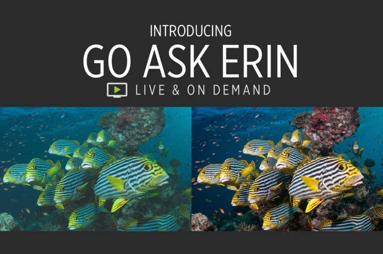 Introducing Go Ask Erin Live and On Demand