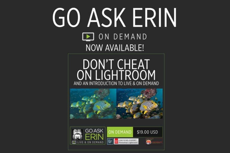 Go Ask Erin On Demand Now Available